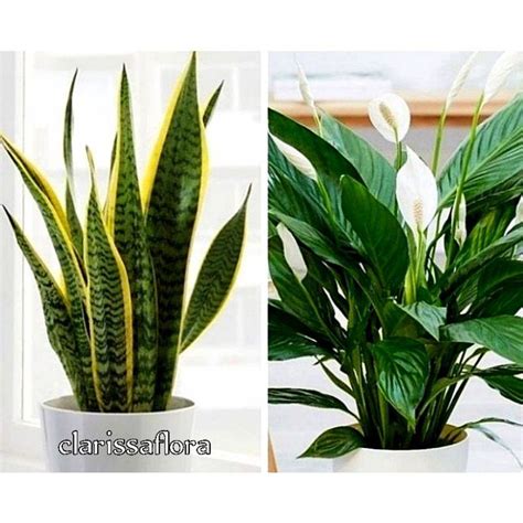 jual paket  tanaman hias pembersih udara tanaman indoor shopee