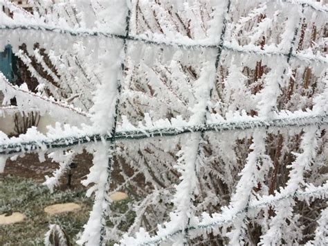 Premium Photo Close Up Of Snowflakes On Snow