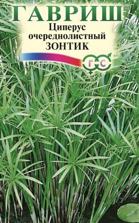 Циперус Зонтик от производителя «ГАВРИШ» | отзывы