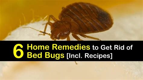 6 Home Remedies To Get Rid Of Bed Bugs Incl Recipes