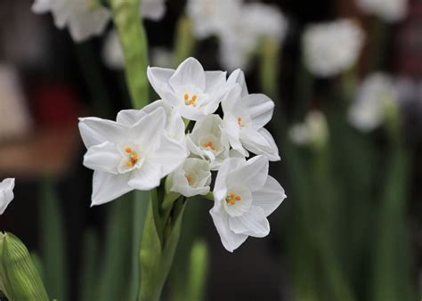 How to Grow Paperwhite Narcissus | Mississippi State University ...