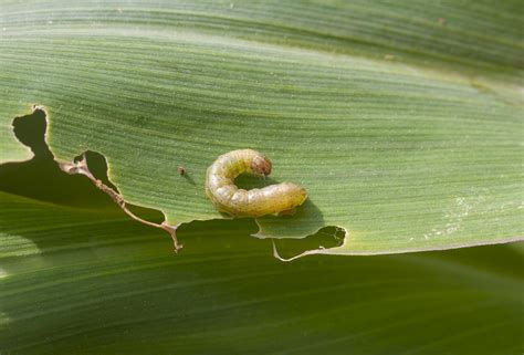 Lagarta Do Cartucho Biocontrole Danos E Ciclo De Vida