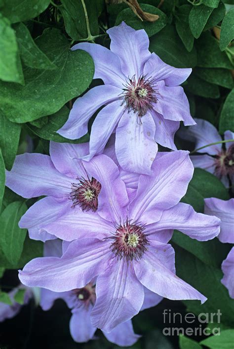 Clematis Blue Ravine Flowers Photograph By Adrian Thomas Fine Art