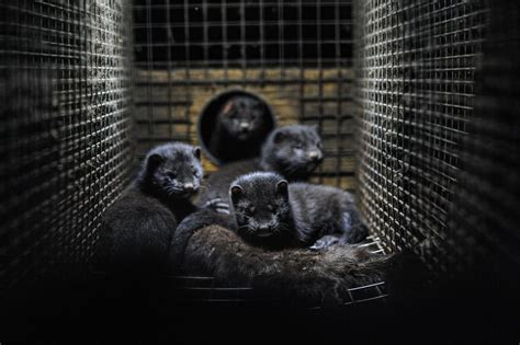 Take Action: Inhumane Mink Farms are Spreading Covid — Species Unite