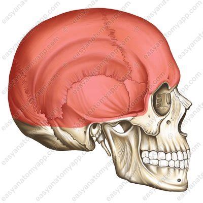 Calvaria: Bones & Borders – Easy Anatomy 3D