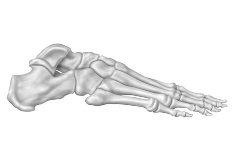Анатомия стопы: Кости и суставы, Талус >> Галерея впечатлений | umcistra.ru