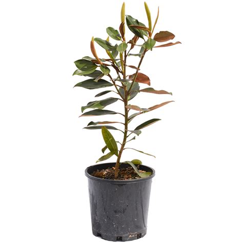 Little Gem Magnolia - Garden Design Solutions