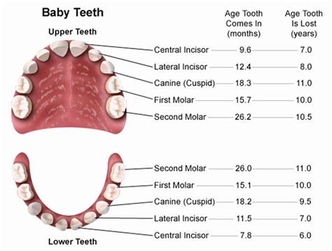 Picture Of Human Teeth Diagram Labeled 