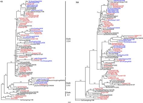 Phylogenetic Analysis Of The HA And NA Genes Of 31 H5N1 Highly