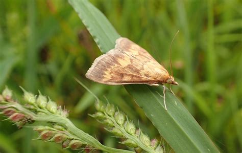 Mating Secrets Uncovered In European Corn Borer Moths