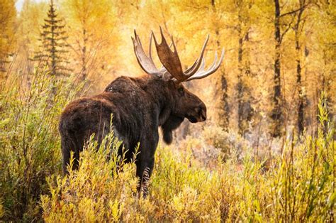 See Winning Photos Online At Jamestown Audubon Buffalo