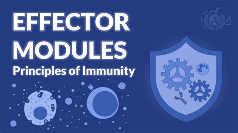 effector mechanisms  immunity immunology youtube