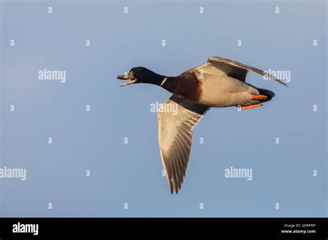 Mallard drake flying Stock Photo - Alamy