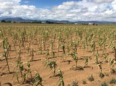 Anuncian Pérdida Casi Total De Cultivos En Chihuahua Por La Sequía