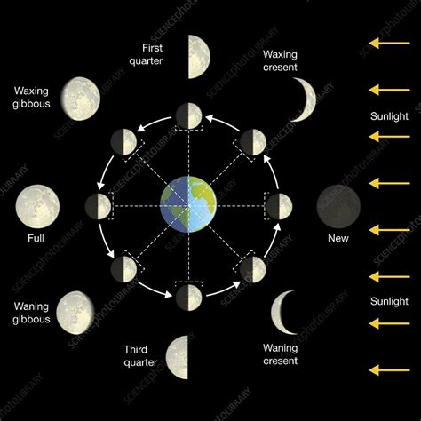 Phases Of The Moon Illustration Stock Image C Science