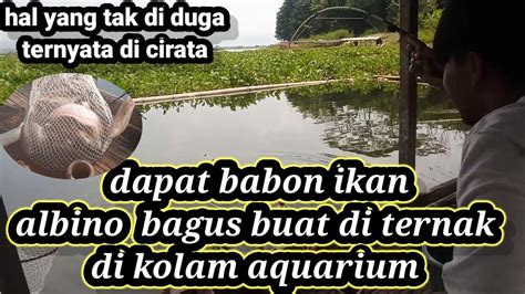 Strike Babon Ikan Albino Bagus Buat Di Ternak Di Rumah Mancing