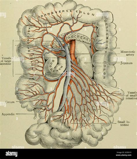 Text Book Of Anatomy And Physiology For Nurses The Abdominal Aorta