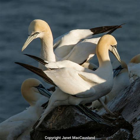 A Northern Gannet Morus Bassanus Pair Greet Each Other With A Series