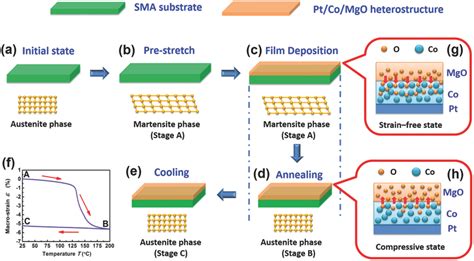 Schematics Of Sample Preparation And Strain Control Processes A