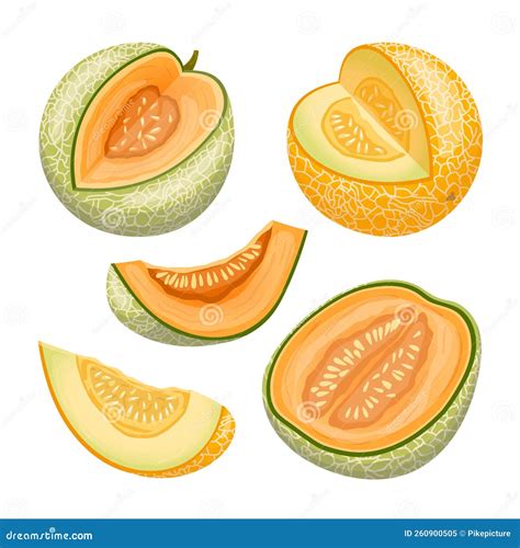 Honeydew Muskmelon Melon Fruit Many Angles And View Side Top Front