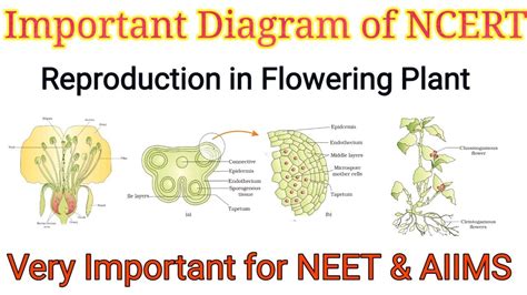 Very Important Diagrams From Ncert Biology Reproduction In Flowering