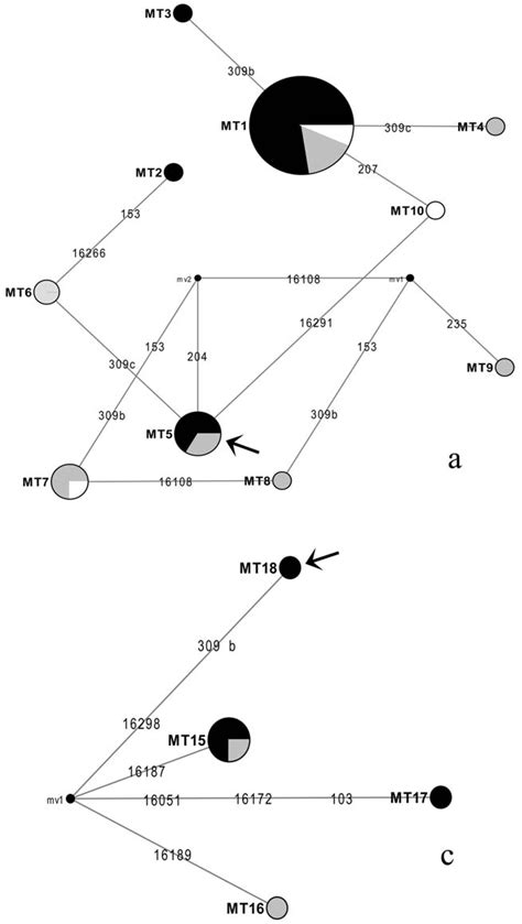 Median Joining Networks For Native American Mtdna Haplogroups Part A