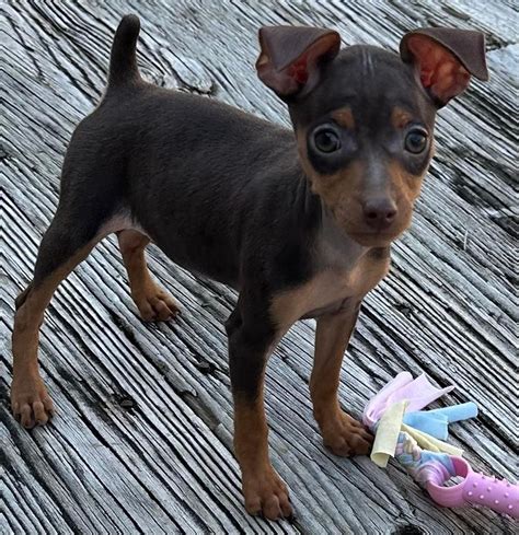 Miniature Pinscher Min Pin Puppies For Sale