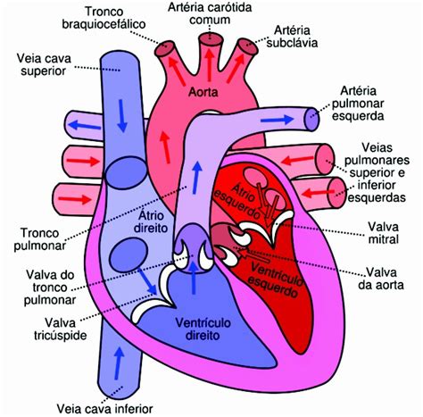 coração e fluxo sanguíneo
