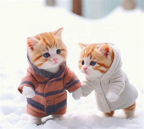Chats imagés panosundaki Pin, 2024 | Şirin çizim, Kedi, Şirinler