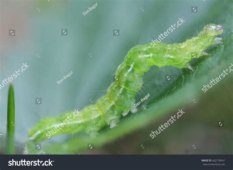 Silver Y Moth Caterpillar Autographa Gamma Stock Photo 662178541 ...