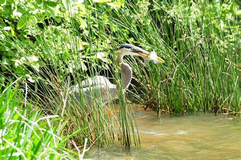 Great Blue Heron Free Photo On Pixabay Pixabay