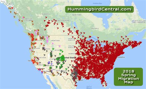 2018 Hummingbird Spring Migration Map 2018 Hummingbird Sightings