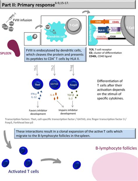 Development Of Inhibitors In Hemophilia A An Illustrated Review