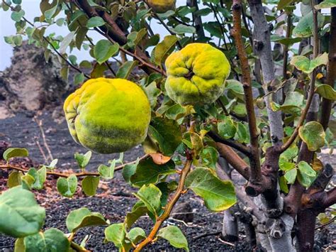 Isla De Fogo Excursi N A La Cumbre Del Volc N Pico Do Fogo Getyourguide