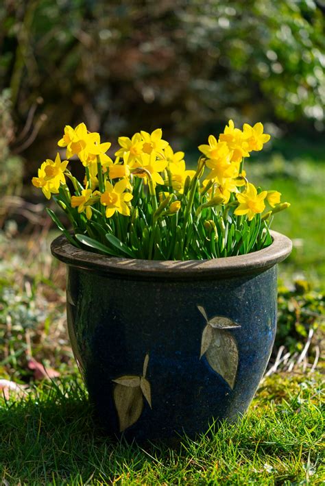 how do you cut down daffodils 9