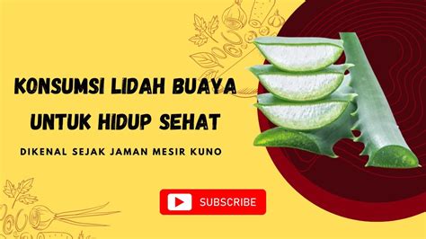 Manfaat Dan Khasiat Luar Biasa Lidah Buaya Untuk Kesehatan Youtube