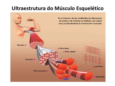 Aula 1 musculos esqueléticos