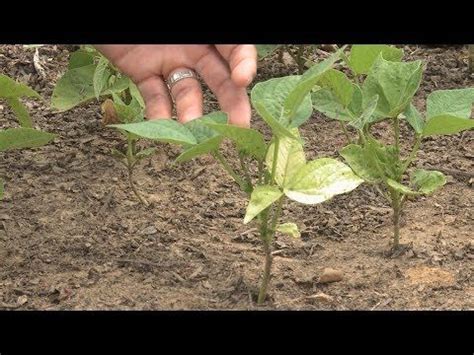 Here Are Some Of The Top Reasons Your Green Bean Plants Turning Yellow