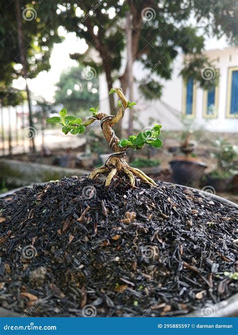 The Growth of Sapling Bonsai in the Morning Stock Image - Image of