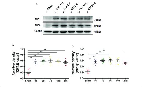 Upregulation Of The Necroptosis Related Proteins RIP1 RIP3 In The