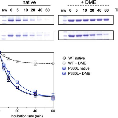 Limited Proteolysis Of Native And Inhibitor Bound AADC Species