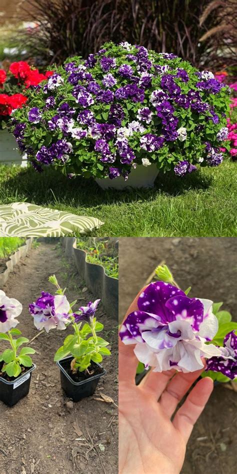 Петуния Sweet Sunshine Blue Sky