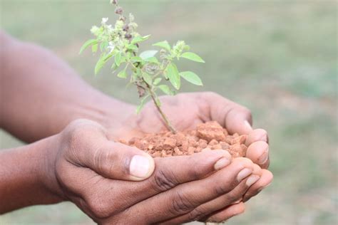 Revolutionising Agriculture The Role Of Ai In Soil Technology