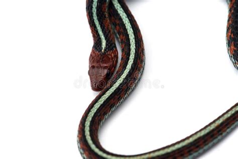 Eastern Garter Snake Isolated on White Background Stock Photo - Image ...