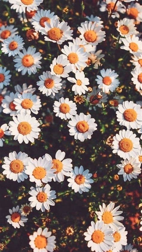 Lots Of Daisies Pink Iphone Wallpaper In 2022 Cute Backgrounds Cute