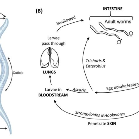 1 Characteristic Structure And Life Cycles Of Intestinal Nematodes Download Scientific