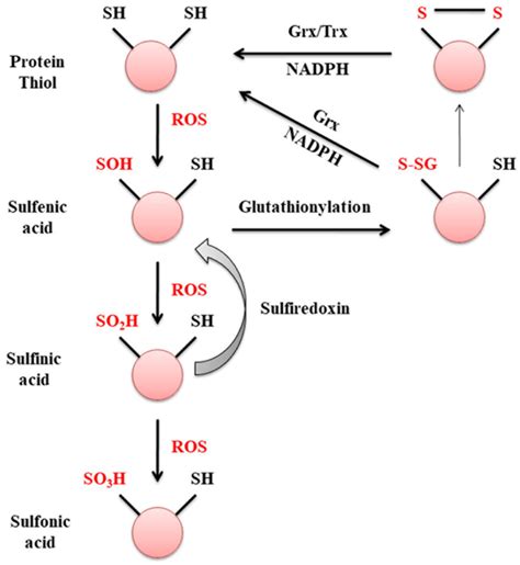 Protein Glutathionylation And Glutaredoxin In Neurodegenerative