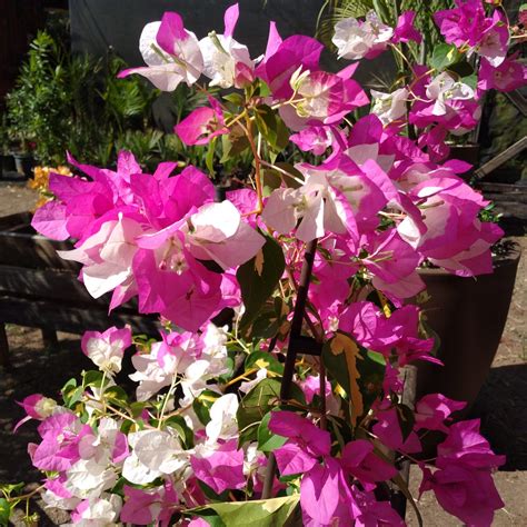 Primavera Manacá Bougainvillea variegata Orquidario em Mogi Mirim