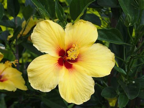 The Official Hawaii State Flower Is The Yellow Hibiscus Hibiscus