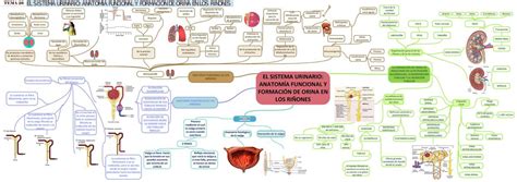 Fisiolog A I Udocz